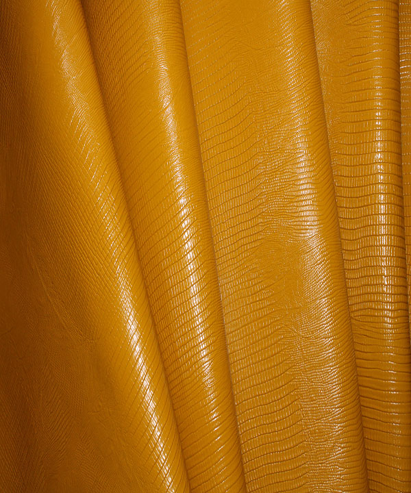 لیزارد گاوی زرد2